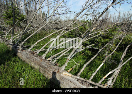 Brocken, Allemagne. Le 25 juillet, 2019. Arbres morts dans le Harz am Brocken Parc National. Après une infestation de dendroctones il y a des morts dans une grande partie des forêts d'épinettes. Credit : Matthias Bein/dpa-Zentralbild/ZB/dpa/Alamy Live News Banque D'Images