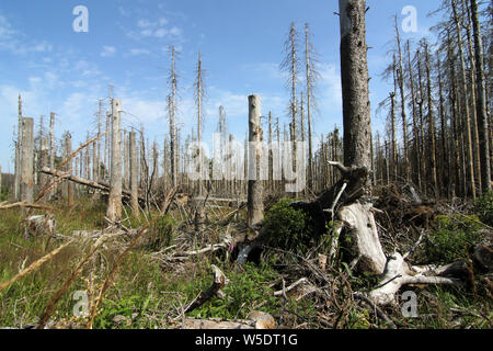 Brocken, Allemagne. Le 25 juillet, 2019. Arbres morts dans le Harz am Brocken Parc National. Après une infestation de dendroctones il y a des morts dans une grande partie des forêts d'épinettes. Credit : Matthias Bein/dpa-Zentralbild/ZB/dpa/Alamy Live News Banque D'Images