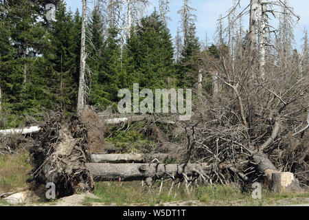 Brocken, Allemagne. Le 25 juillet, 2019. Arbres morts dans le Harz am Brocken Parc National. Après une infestation de dendroctones il y a des morts dans une grande partie des forêts d'épinettes. Credit : Matthias Bein/dpa-Zentralbild/ZB/dpa/Alamy Live News Banque D'Images