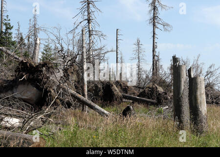 25 juillet 2019, la Saxe-Anhalt, Brocken : arbres morts dans le Harz am Brocken Parc National. Après une infestation de dendroctones il y a des morts dans une grande partie des forêts d'épinettes. Photo : Matthias Bein/dpa-Zentralbild/ZB Banque D'Images