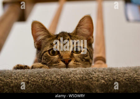 Cute kitten tabby pairs sur le haut d'un escalier balustres Banque D'Images