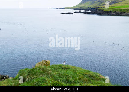 Macareux moine de Borgarfjordur fjord, est de l'Islande. La faune de l'Islande. Macareux moine commun. Fratercula arctica Banque D'Images