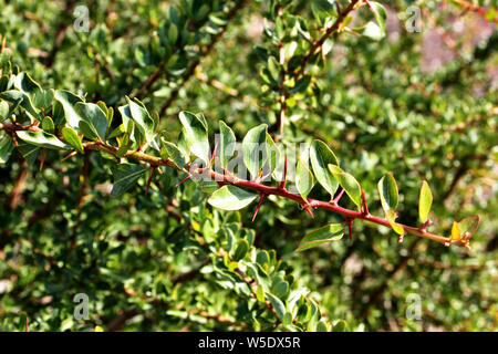 La branche d'un jeune arbre d'Argan en Israël. Banque D'Images