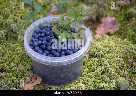 Les bleuets dans un contenant de plastique sur la mousse dans la forêt Banque D'Images