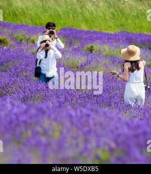 Groupe de touristes asiatiques qui pose pour les photos et vos autoportraits dans les champs de lavande à Cotswold Lavender près de Broadway Worcestershire, Angleterre, Royaume-Uni Banque D'Images