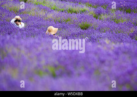 Deux femmes posant pour des photographies et des autoportraits dans les champs de lavande à Cotswold Lavender près de Broadway Worcestershire, Angleterre, Royaume-Uni Banque D'Images