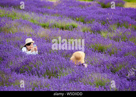 Deux femmes posant pour des photographies et des autoportraits dans les champs de lavande à Cotswold Lavender près de Broadway Worcestershire, Angleterre, Royaume-Uni Banque D'Images