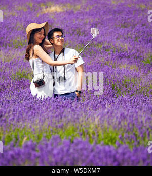 Jeune homme et femme qui pose pour les photos et vos autoportraits dans les champs de lavande à Cotswold Lavender près de Broadway Worcestershire, Angleterre, Royaume-Uni Banque D'Images