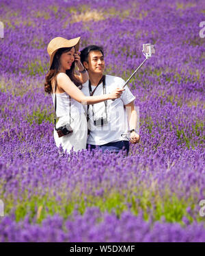 Jeune homme et femme qui pose pour les photos et vos autoportraits dans les champs de lavande à Cotswold Lavender près de Broadway Worcestershire, Angleterre, Royaume-Uni Banque D'Images