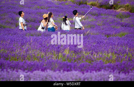 Groupe de touristes asiatiques qui pose pour les photos et vos autoportraits dans les champs de lavande à Cotswold Lavender près de Broadway Worcestershire, Angleterre, Royaume-Uni Banque D'Images