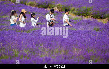 Groupe de touristes asiatiques qui pose pour les photos et vos autoportraits dans les champs de lavande à Cotswold Lavender près de Broadway Worcestershire, Angleterre, Royaume-Uni Banque D'Images