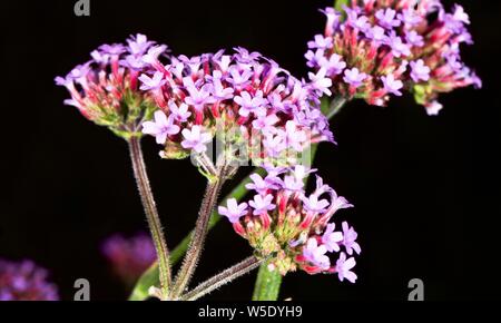 Verbena bonariensis également connu sous le nom de verveine ou clustertop purpletop vervain Banque D'Images