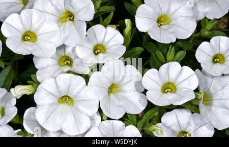 Calibrachoa Callie hybride 'white' Banque D'Images