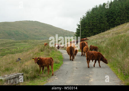 Nant y Moch . Aberystywth, Ceredigion Banque D'Images