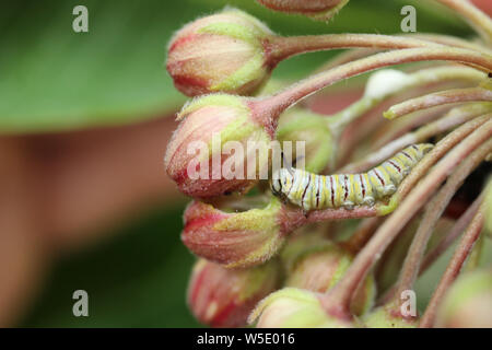 Un deuxième stade de la faim manger certaines caterpillar du monarque l'asclépiade commune bourgeon floral. Banque D'Images