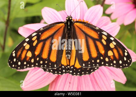 Papillon monarque femelle perchée sur une échinacée pourpre. Banque D'Images
