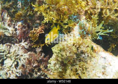 Tang bleu juvénile (Acanthuridae) (qui est en fait d'un jaune vif) nager parmi les récifs et les algues, Shoal Bay East, Anguilla, BWI. Banque D'Images