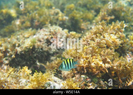 Le sergent-major unique demoiselle poisson (Abudefduf saxatilis) grignoter des algues et plantes, Shoal Bay East, Anguilla, BWI. Banque D'Images