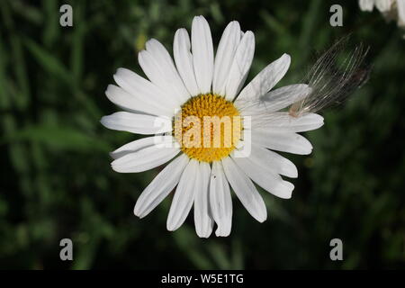 Marguerite (Leucanthemum x superbum). Avec un peu de duvet de pissenlit ci-joint. Banque D'Images