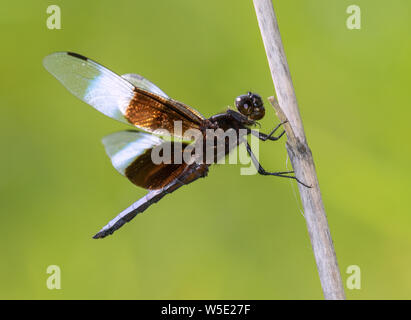 Widow Skimmer (Libellula luctuosa) se percher sur l'herbe sèche, de l'Iowa, USA. Banque D'Images