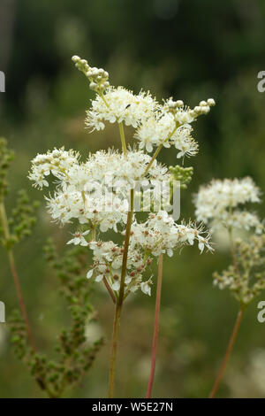 La reine-des-Prés ou mead millepertuis (Filipendula ulmaria), une herbacée vivace de la famille des Rosacées, grandissant dans une prairie humide au cours de juillet ou été, UK Banque D'Images