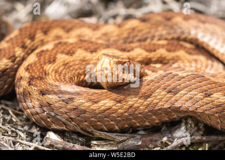 Close-up of a young vipère (Vipera berus) au soleil sur un chemin de lande à Yateley Common, UK Banque D'Images