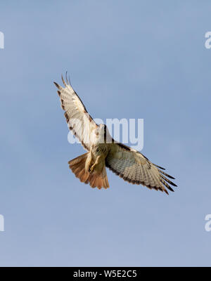 Buse à queue rousse (Buteo jamaicensis), lumière morph, volant dans le ciel bleu, Iowa, États-Unis. Banque D'Images