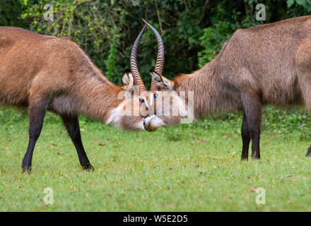 Cobe à croissant (Kobus ellipsiprymnus) mâles combats, parc Mational de Mount Elgon, Kenya. Banque D'Images