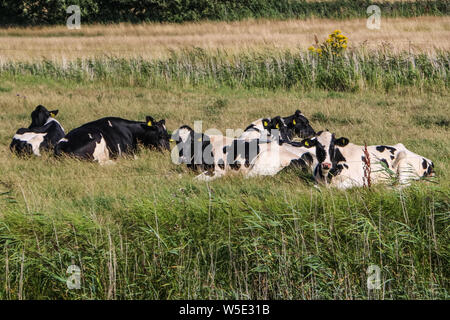 Mando Island, au Danemark. Juillet 27th, 2019 vaches dans l'alpage est vu sur l'île de Mando, Danemark le 27 juillet 2019 mand¿ est l'une des îles de la mer des Wadden danoise au large de la côte sud-ouest du Jutland, au Danemark dans la mer des Wadden, (mer du Nord). L'île couvre une superficie de 7,63 kilomètres carrés et compte 40 habitants. © Vadim Pacajev / Alamy Live News Banque D'Images