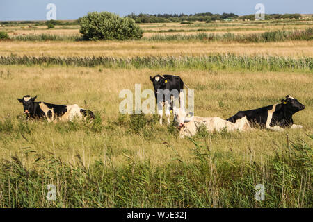 Mando Island, au Danemark. Juillet 27th, 2019 vaches dans l'alpage est vu sur l'île de Mando, Danemark le 27 juillet 2019 mand¿ est l'une des îles de la mer des Wadden danoise au large de la côte sud-ouest du Jutland, au Danemark dans la mer des Wadden, (mer du Nord). L'île couvre une superficie de 7,63 kilomètres carrés et compte 40 habitants. © Vadim Pacajev / Alamy Live News Banque D'Images