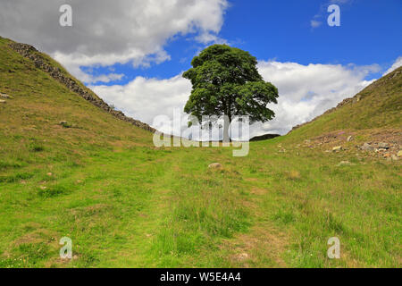 Sycamore Gap sur mur d'Hadrien, l'UNESCO World Heritage Site, mur d'Hadrien, chemin, près de Hexham, Northumberland, Parc National de Northumberland, en Angleterre. Banque D'Images