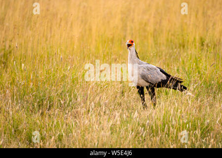 Oiseau (secrétaire Sagittaire serpentarius) dans la savane. Cet oiseau de proie habite les prairies et les espaces de l'Afrique sub-saharienne. Bien que l'acco Banque D'Images