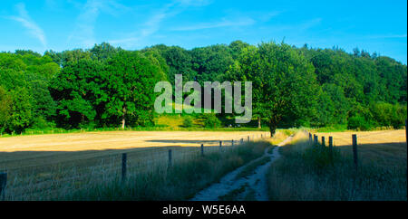 Un chemin à côté d'un paysage de prairie, la photographie a été prise à l'été dans la province de Gueldre Banque D'Images