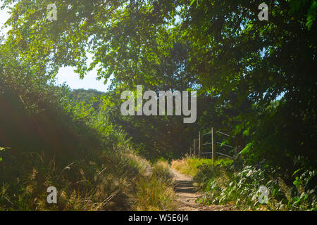 Un chemin à côté d'un paysage de prairie, la photographie a été prise à l'été dans la province de Gueldre Banque D'Images