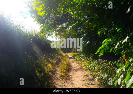 Un chemin à côté d'un paysage de prairie, la photographie a été prise à l'été dans la province de Gueldre Banque D'Images