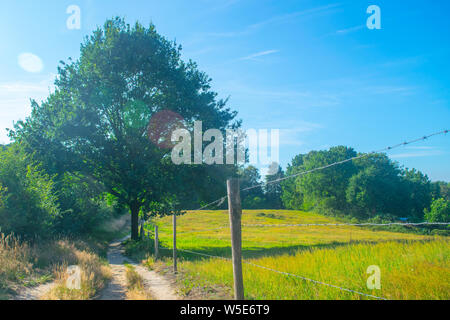 Un chemin à côté d'un paysage de prairie, la photographie a été prise à l'été dans la province de Gueldre Banque D'Images