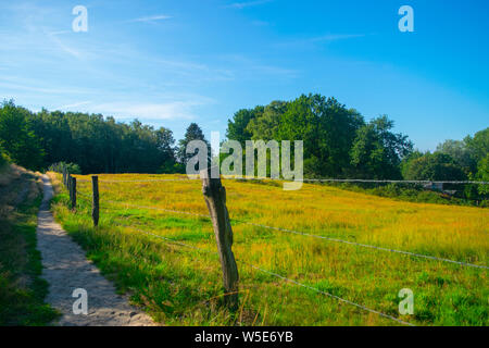 Un chemin à côté d'un paysage de prairie, la photographie a été prise à l'été dans la province de Gueldre Banque D'Images