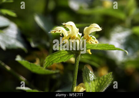 Goldnessel (Lamium galeobdolon Gewöhnliche, Syn. Galeobdolon luteum), Gold-Taubnessel Banque D'Images