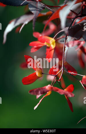 Japanischer Ahorn (Acer japonicum) - Blätter und Früchte Banque D'Images