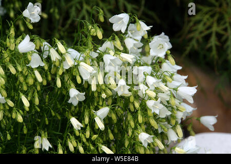 Weiss blühende Zwerg-Glockenblume (Campanula cochleariifolia), Zierliche Glockenblume Glockenblume, , Banque D'Images