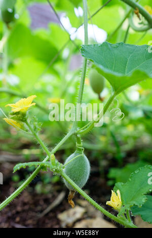 Cantaloup croissant dans une vigne accueil jardin. Le fruit est tout juste à se développer et un peu jaune fleurs peuvent être vus. Banque D'Images