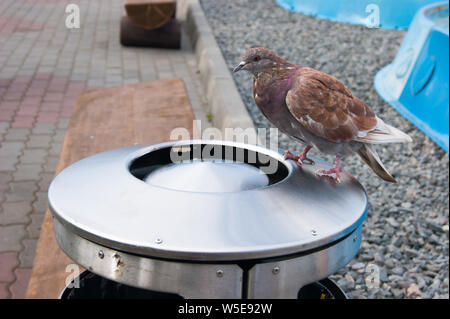 Une colombe rouge se trouve sur une grande urne métal et recherche quelque chose de savoureux. Photo reportage de rue. Les oiseaux de la ville. La protection de l'environnement. Banque D'Images