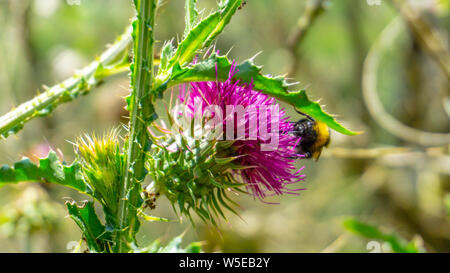 Clair, les chardons dans la forêt. Vue rapprochée. Une abeille est la collecte du pollen pour faire le miel. Banque D'Images
