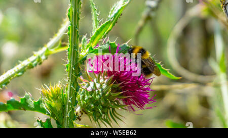 Clair, les chardons dans la forêt. Vue rapprochée. Une abeille est la collecte du pollen pour faire le miel. Banque D'Images