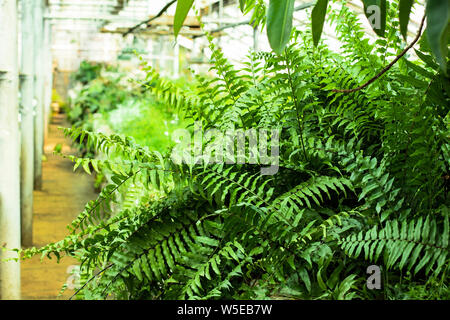 Un grand buisson de Vert fougère pousse dans la serre. Plantes tropicales de plus en plus à vendre dans une serre. Serre. La technologie agricole de l'augmentation de la r Banque D'Images