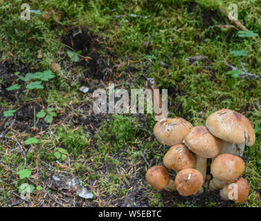 Bertha Creek Campground, Alaska Banque D'Images