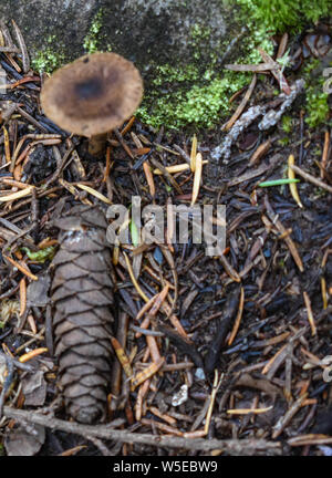 Bertha Creek Campground, Alaska Banque D'Images