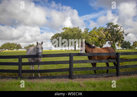 Beaux chevaux de l'élevage de chevaux sur un ranch en Floride centrale Banque D'Images