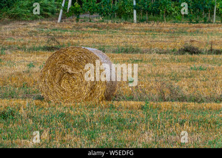 Rouleaux d'or ronde de ballots de paille dans les champs après la récolte. Banque D'Images