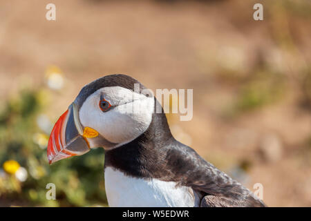 Vue rapprochée de la tête d'un macareux moine (Fratercula arctica Macareux moine, commune), une réserve naturelle, Skomer island, West Wales coast, Pembrokeshire Banque D'Images